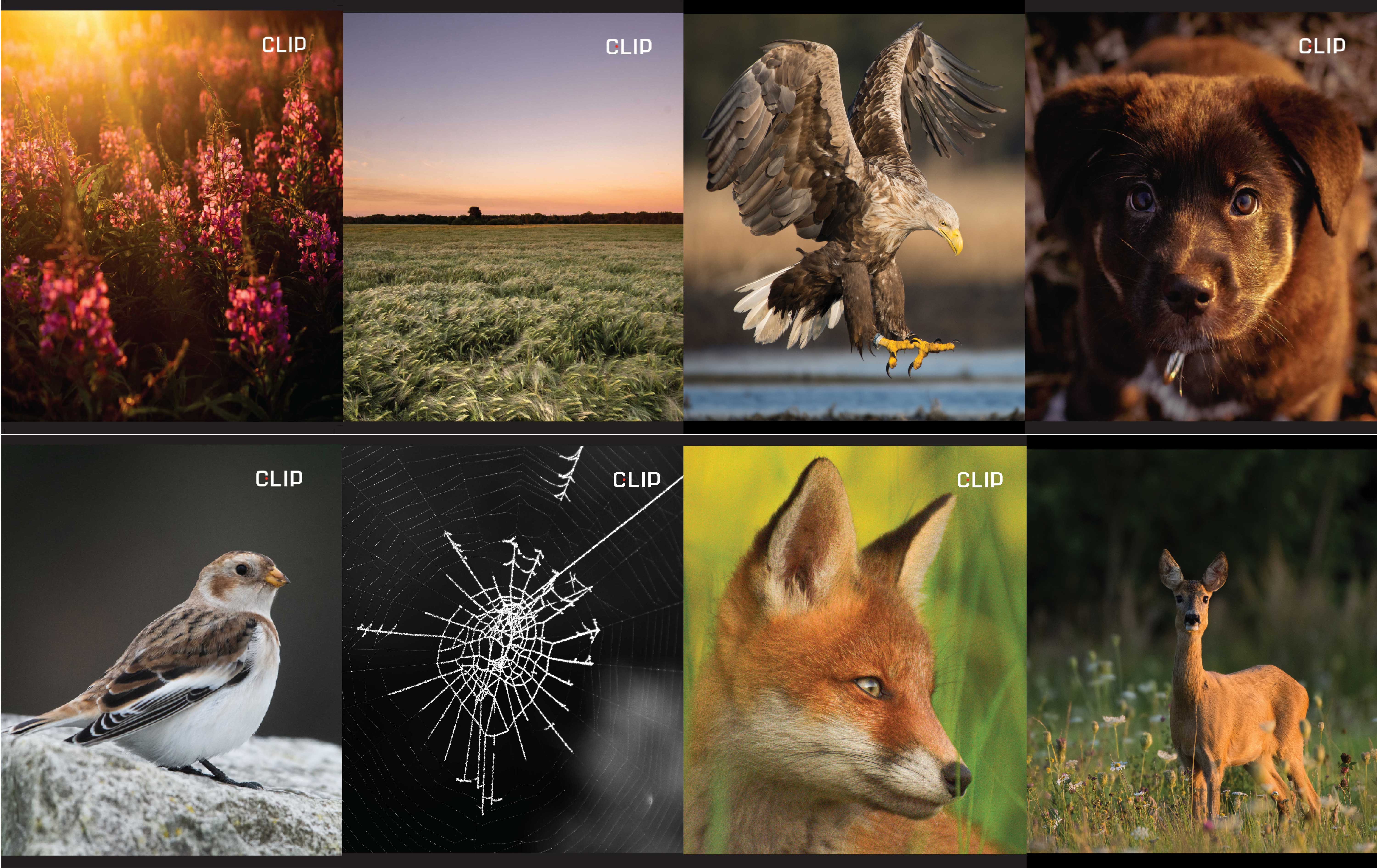 Vihik A5/12l ruut „Olge head ja minge metsa!“ 8 motiivi 70g, Unipap /25